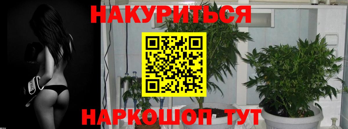 Конопля план  Бошки Шишки семена  Бошки Шишки сатива  Магадан  Вход с VPN 